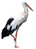 Cigogne